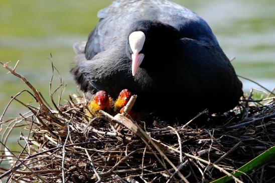 Blässralle - mit Jungtieren Schlosspark Wi. - Biebrich