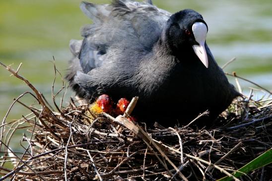 Blässralle - mit Jungtieren Schlosspark Wi. - Biebrich