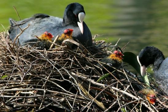 Blässralle - mit Jungtieren Schlosspark Wi. - Biebrich