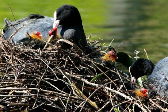 Blässralle - mit Jungtieren Schlosspark Wi. - Biebrich