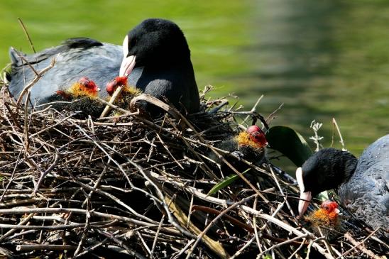 Blässralle - mit Jungtieren Schlosspark Wi. - Biebrich