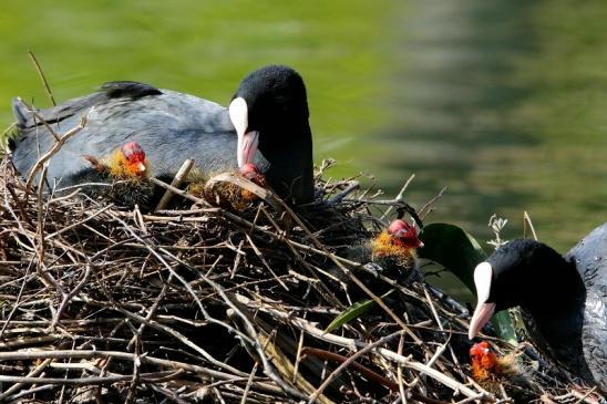 Blässralle - mit Jungtieren Schlosspark Wi. - Biebrich