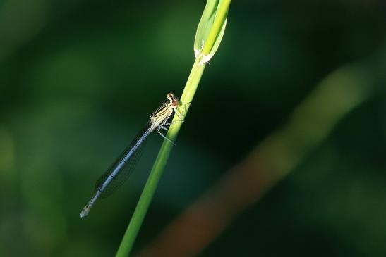 Blaue Federlibelle Wildpark Alte Fasanerie Klein Auheim 2017