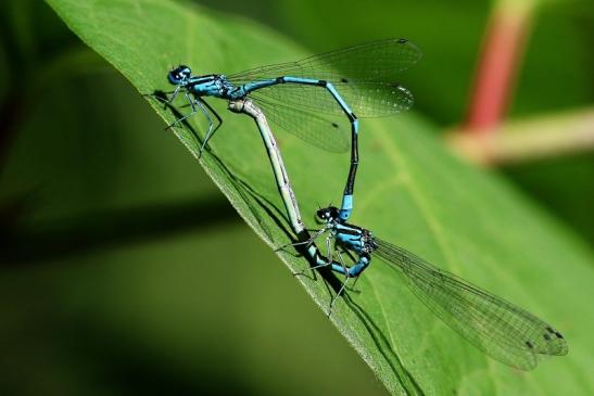 Blaue Hufeisen Azur Jungfer Paarungsrad Atrium Park Dietzenbach 2022