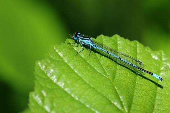 Blaue Hufeisen Azur Jungfer Atrium Park Dietzenbach 2022