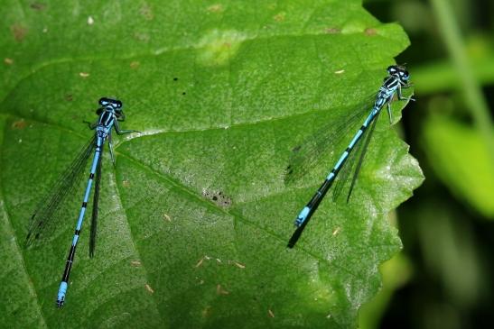 Blaue Hufeisen Azur Jungfer Atrium Park Dietzenbach 2022