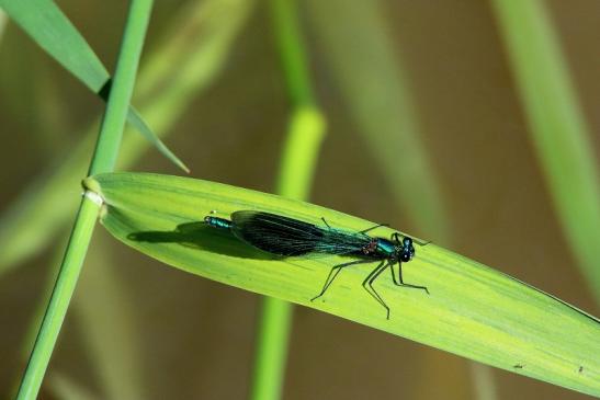 Blaue Prachtlibelle Bingenheimer Ried Wetterau 2016