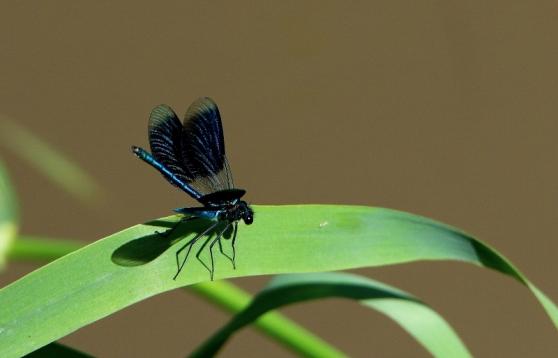 Blaue Prachtlibelle Bingenheimer Ried Wetterau 2016