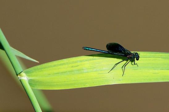 Blaue Prachtlibelle Bingenheimer Ried Wetterau 2016