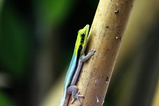 Blauer Bambus Taggecko Exotarium Zoo Frankfurt am Main 2014