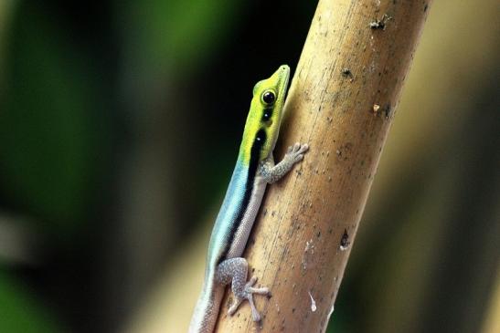 Blauer Bambus Taggecko Exotarium Zoo Frankfurt am Main 2014