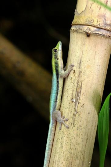 Blauer Bambus Taggecko Exotarium Zoo Frankfurt am Main 2014