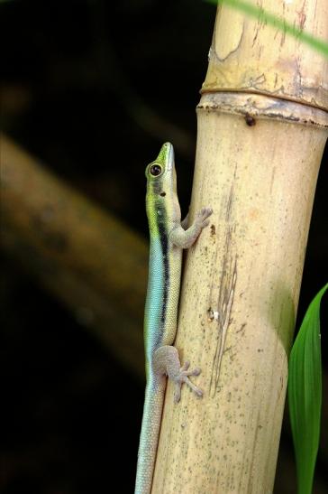 Blauer Bambus Taggecko Exotarium Zoo Frankfurt am Main 2014