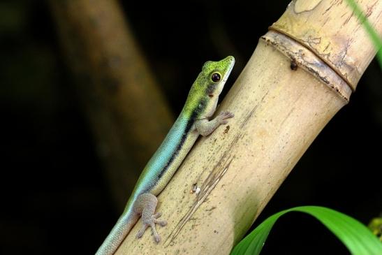 Blauer Bambus Taggecko Exotarium Zoo Frankfurt am Main 2014