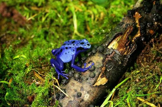 Blauer Baumsteiger Zoo Vivarium Darmstadt 2014