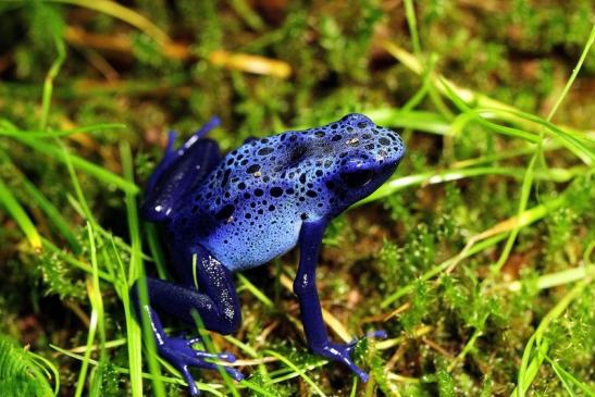 Blauer Baumsteiger Zoo Vivarium Darmstadt 2014