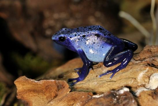 Blauer Baumsteiger Zoo Vivarium Darmstadt 2017