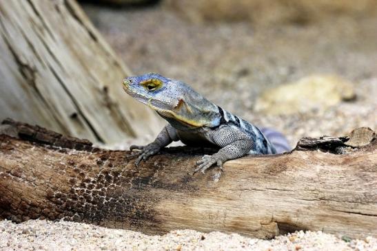 Blauer Felsenleguan Exotarium Zoo Frankfurt am Main 2014 