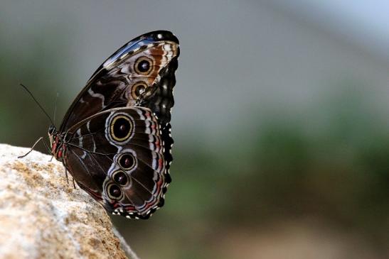 Blauer Morpho Zoo Vivarium Darmstadt 2013