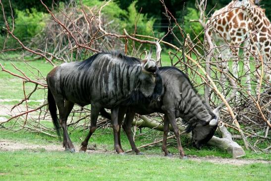 Blaues Gnu Opel Zoo Kronberg 2012