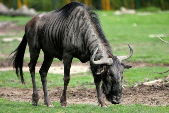 Blaues Gnu Opel Zoo Kronberg 2014