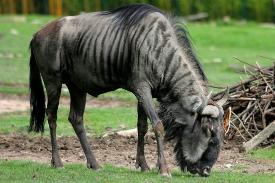 Blaues Gnu Opel Zoo Kronberg 2014