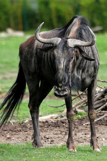 Blaues Gnu Opel Zoo Kronberg 2014