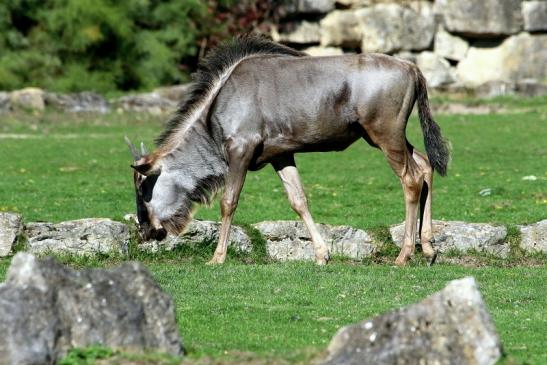 Blaues Gnu Opel Zoo Kronberg 2015