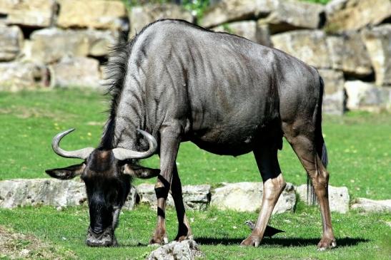 Blaues Gnu Opel Zoo Kronberg 2015