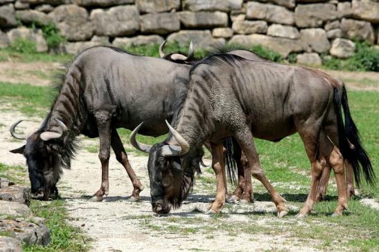 Blaues Gnu Opel Zoo Kronberg 2017