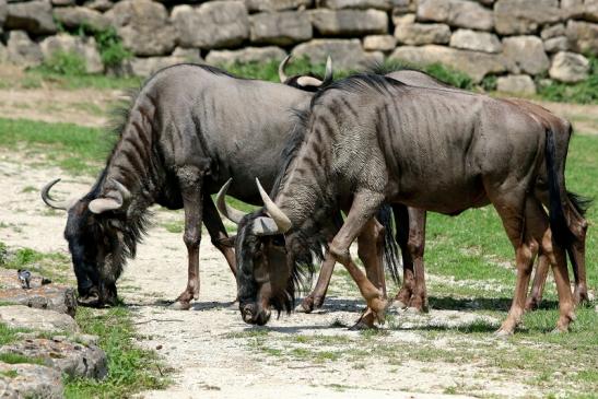 Blaues Gnu Opel Zoo Kronberg 2017