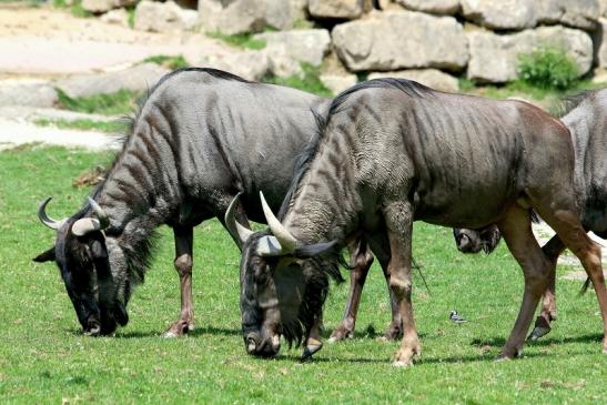 Blaues Gnu Opel Zoo Kronberg 2017