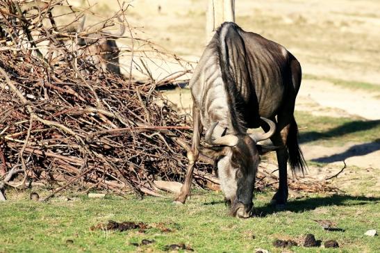 Blaues Gnu Opel Zoo Kronberg 2019