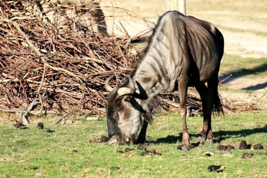 Blaues Gnu Opel Zoo Kronberg 2019