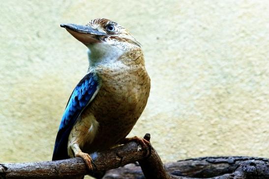 Blauflügel Kookaburra Zoo Frankfurt am Main 2017 FVH