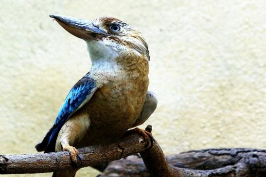 Blauflügel Kookaburra Zoo Frankfurt am Main 2017 FVH