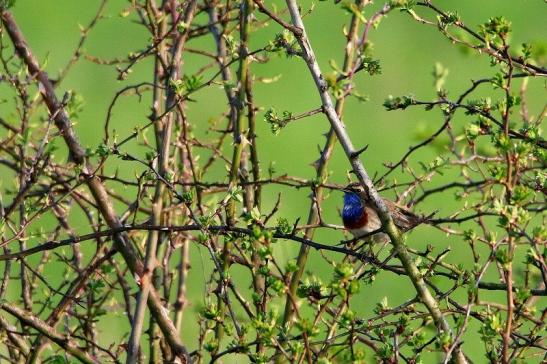 Blaukehlchen Bingenheimer Ried Wetterau 2016