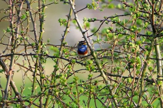 Blaukehlchen Bingenheimer Ried Wetterau 2016