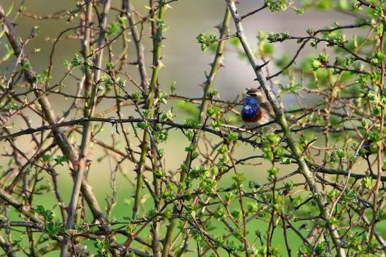 Blaukehlchen Bingenheimer Ried Wetterau 2016