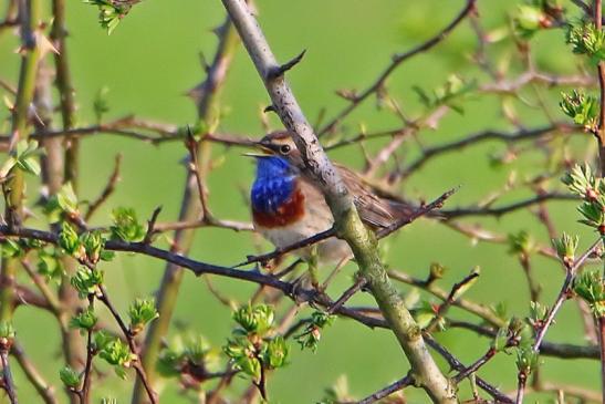 Blaukehlchen Bingenheimer Ried Wetterau 2016