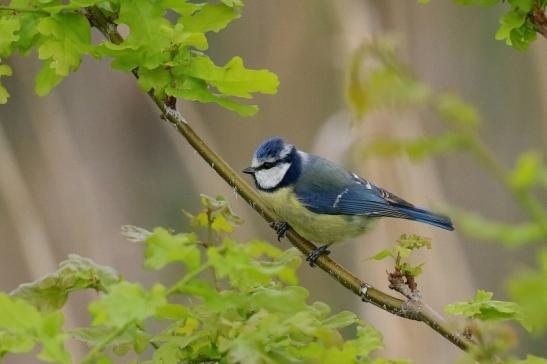 Blaumeise NSG See am Goldberg 2021