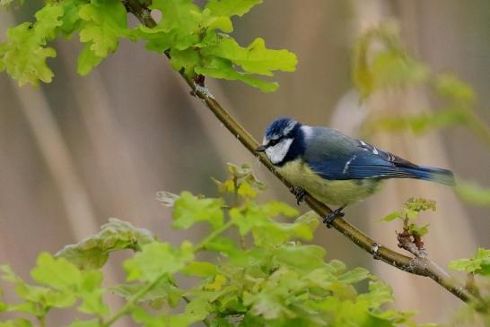 Blaumeise NSG See am Goldberg 2021