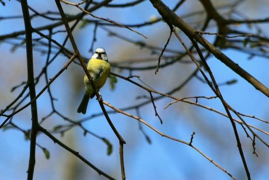 Blaumeise Schlosspark Biebrich 2017