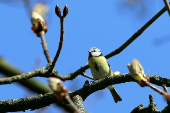 Blaumeise Schlosspark Biebrich 2017