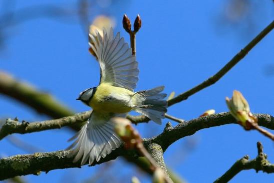 Blaumeise Schlosspark Biebrich 2017