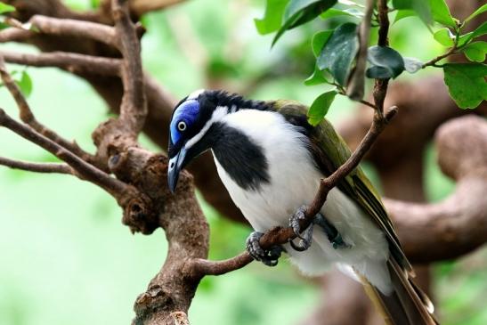 Blauohr-Honigfresser Zoo Frankfurt am Main 2016 FVH