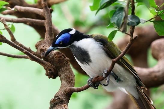 Blauohr-Honigfresser Zoo Frankfurt am Main 2016 FVH