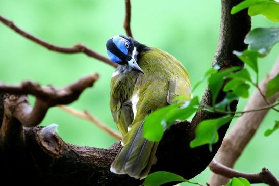 Blauohr-Honigfresser Zoo Frankfurt am Main 2016 FVH