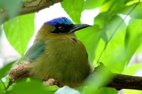 Blauscheitel-Motmot Zoo Frankfurt am Main 2016 FVH