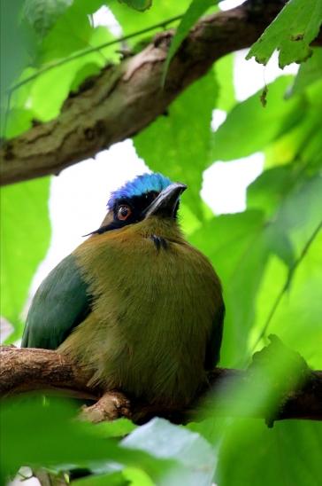 Blauscheitel-Motmot Zoo Frankfurt am Main 2016 FVH